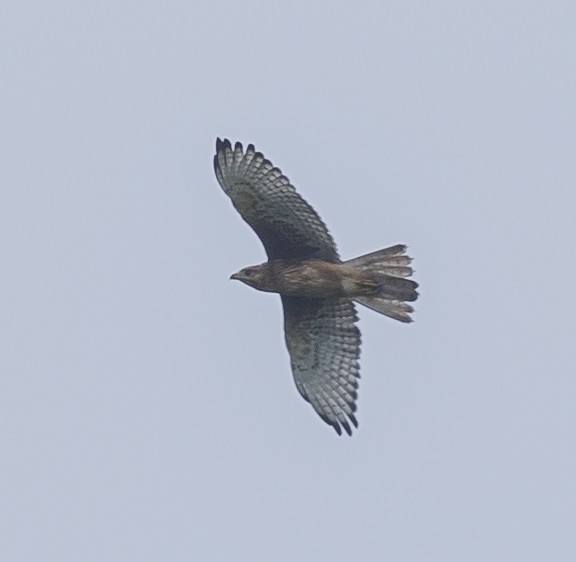 White-eyed Buzzard - ML641694974