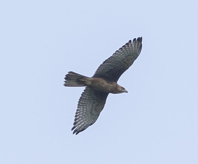 White-eyed Buzzard - ML641694975
