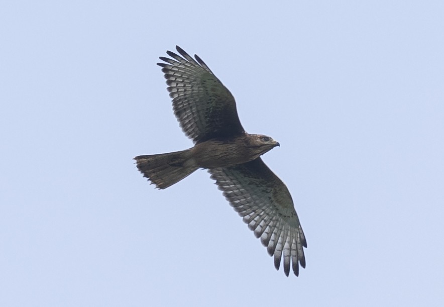 White-eyed Buzzard - ML641694976
