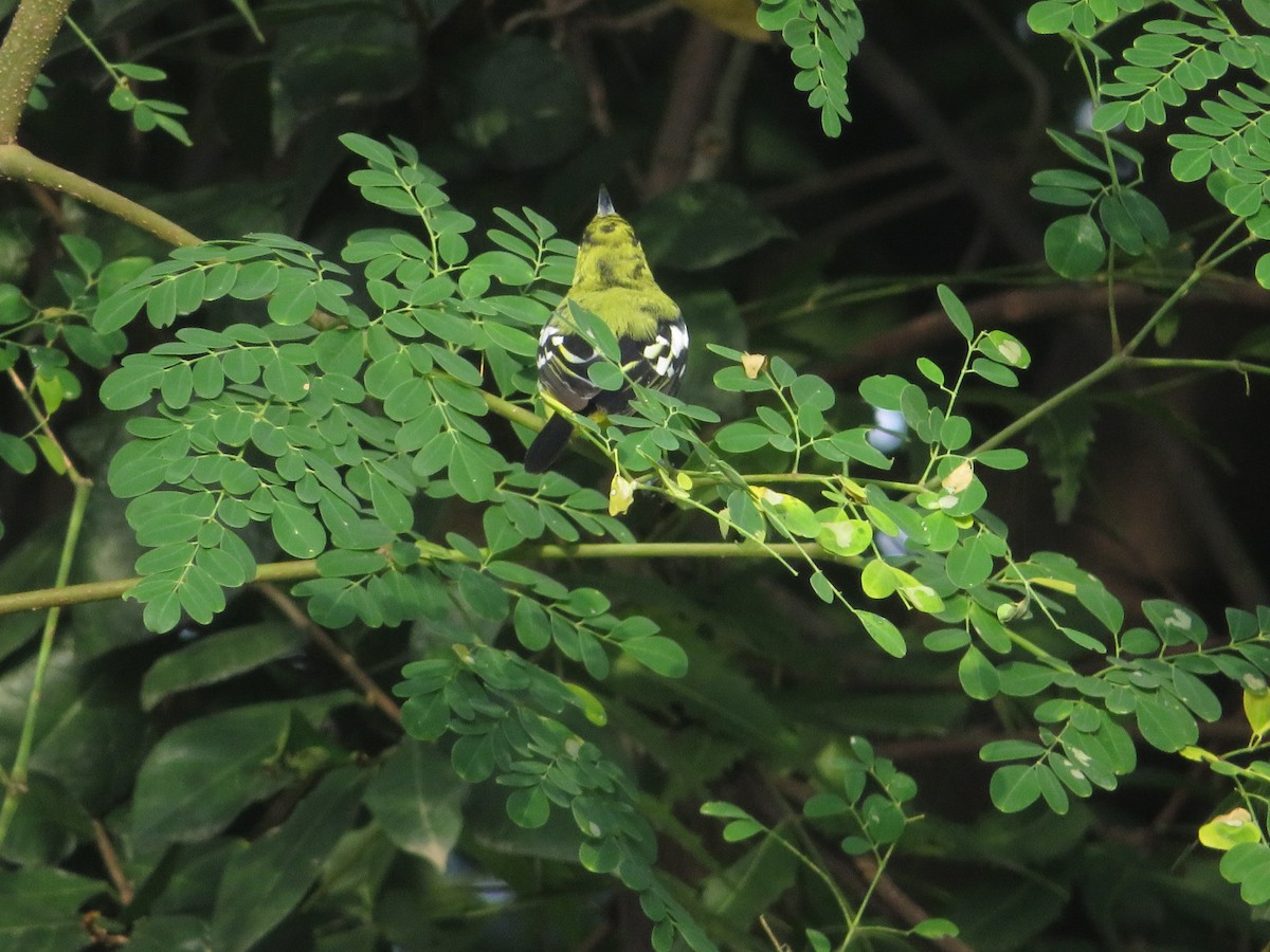 Common Iora - ML641694981