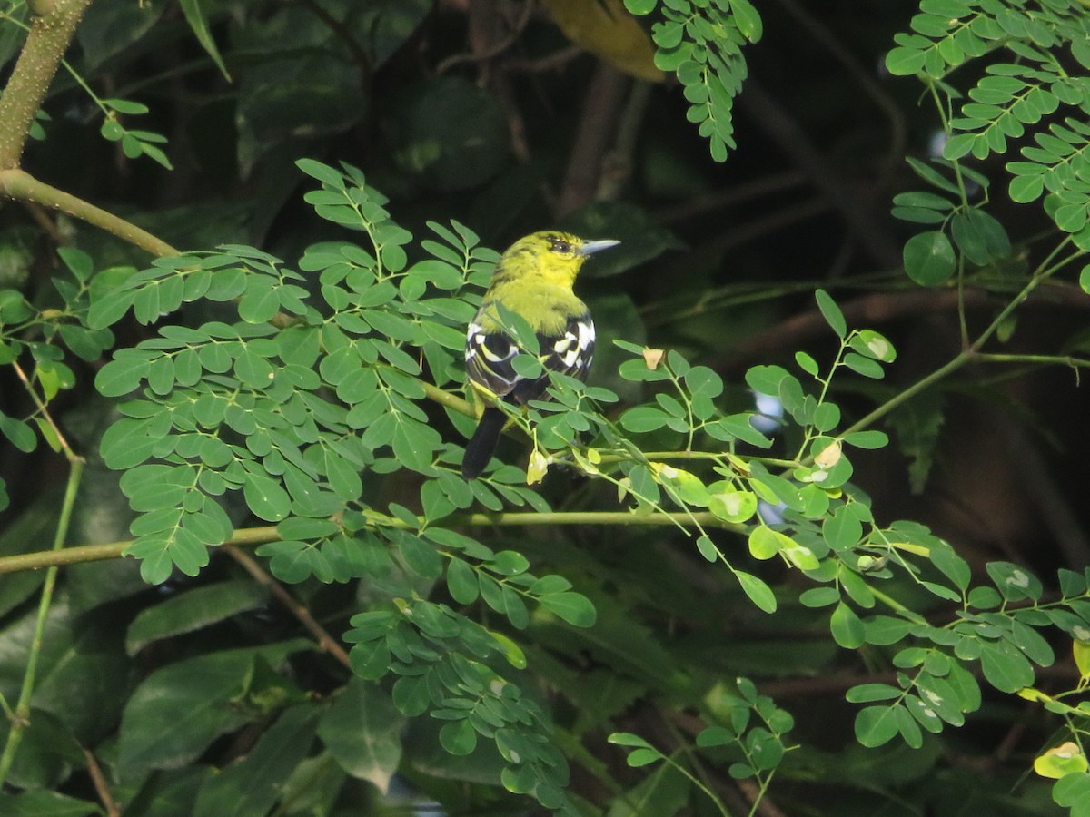 Common Iora - ML641694982