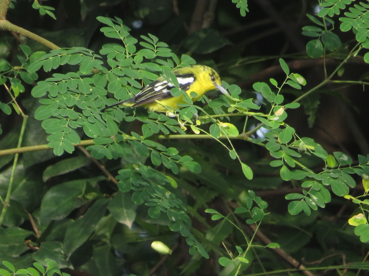 Common Iora - ML641694984