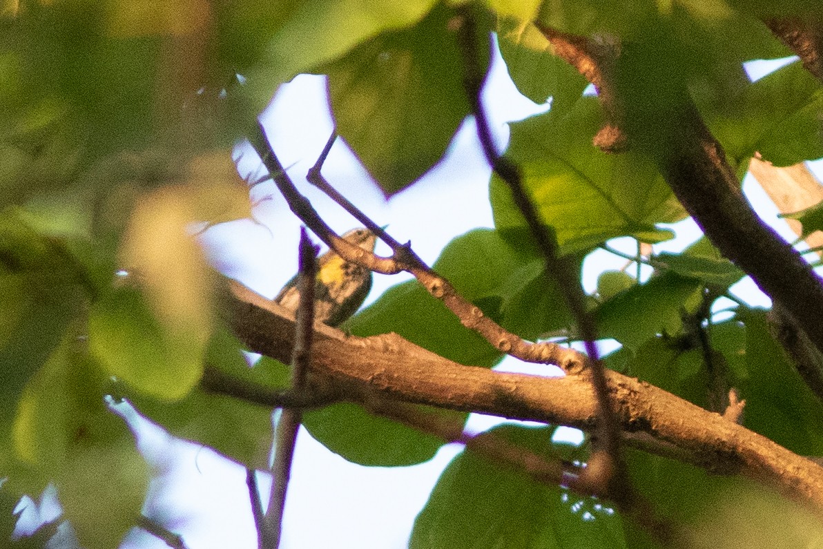 Yellow-rumped Warbler (Myrtle) - ML641694989