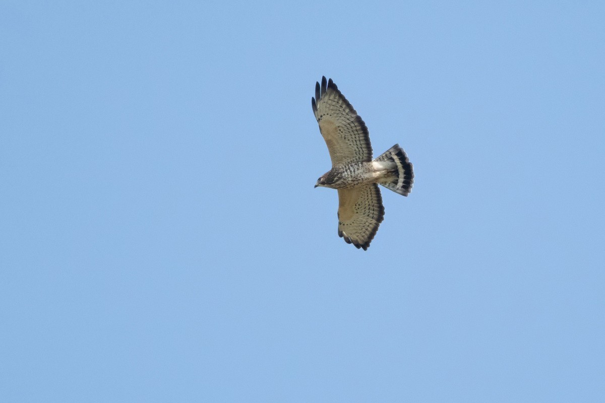 Broad-winged Hawk - Sue Barth