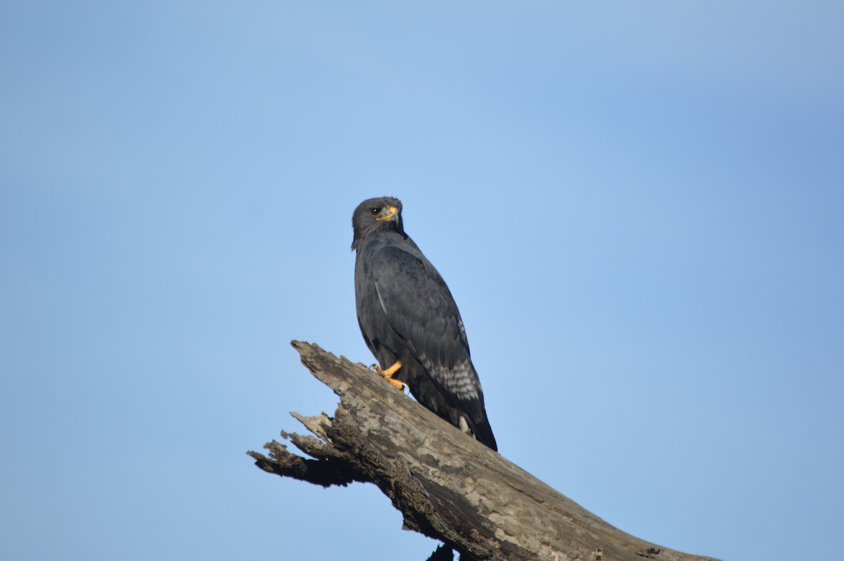 Augur Buzzard - ML641695010
