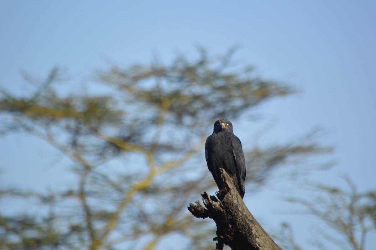 Augur Buzzard - ML641695011