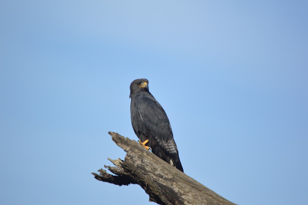 Augur Buzzard - ML641695012
