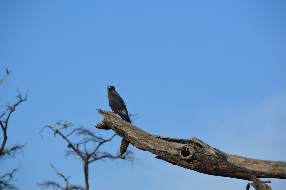 Augur Buzzard - ML641695013