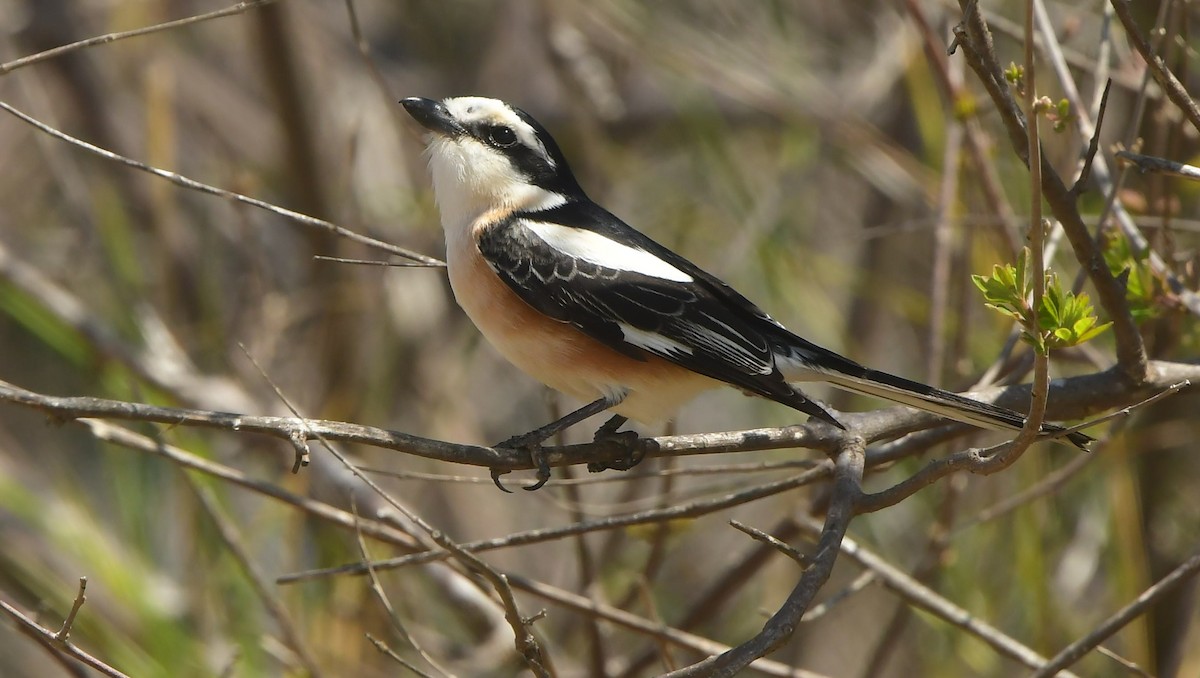 Masked Shrike - ML641695025