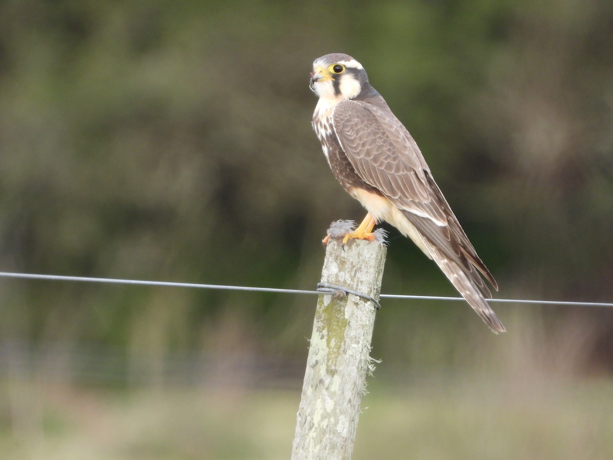 Aplomado Falcon - ML641695059