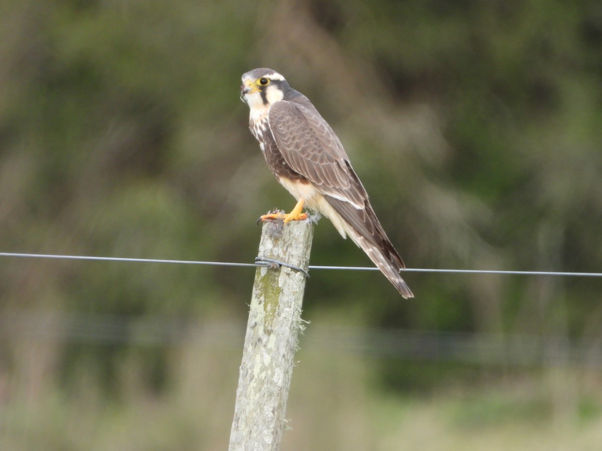 Aplomado Falcon - ML641695061