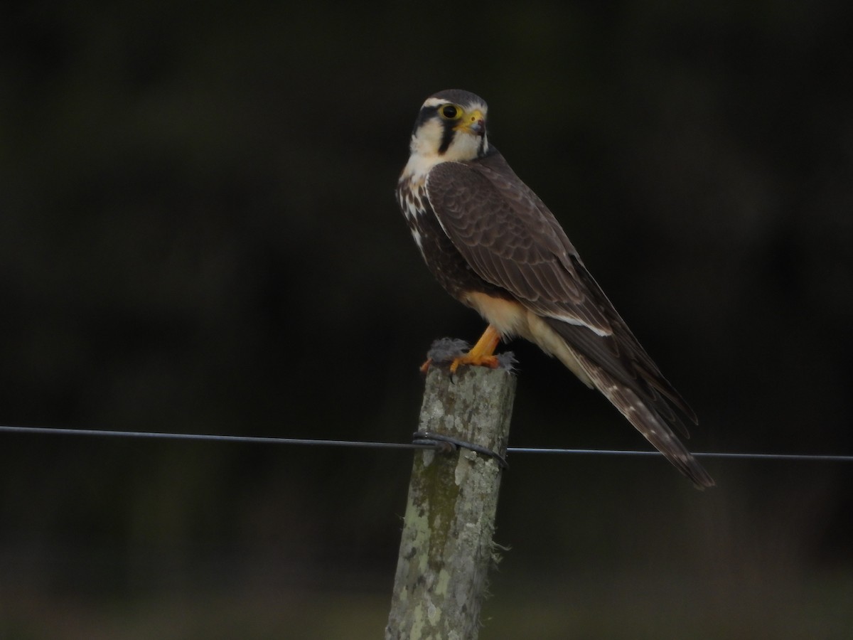 Aplomado Falcon - ML641695062