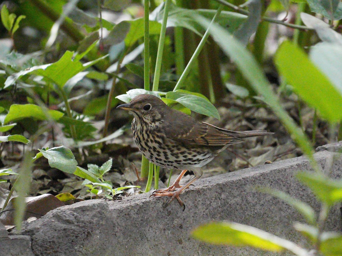 Turdus sp. - ML641695063