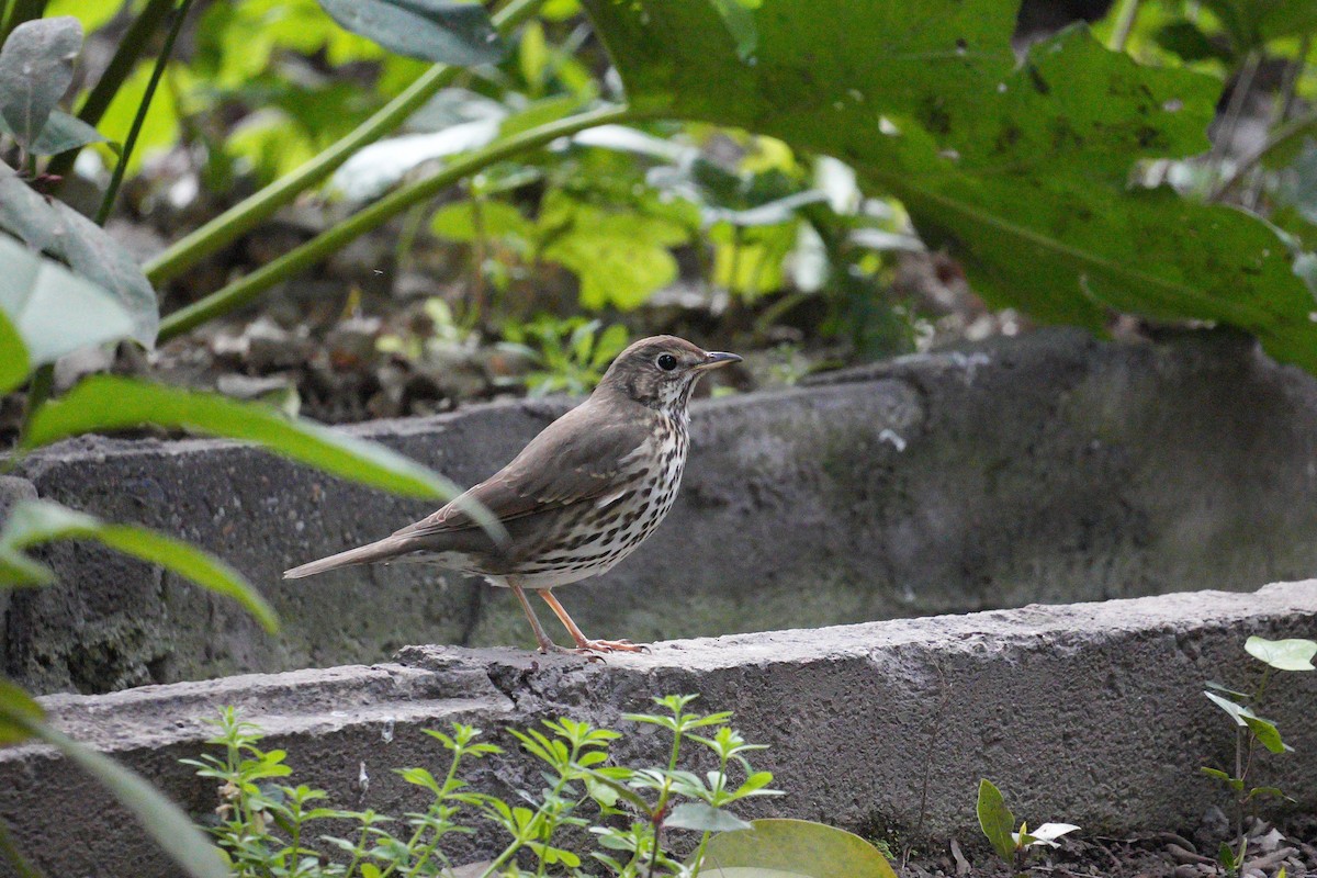 Turdus sp. - ML641695064