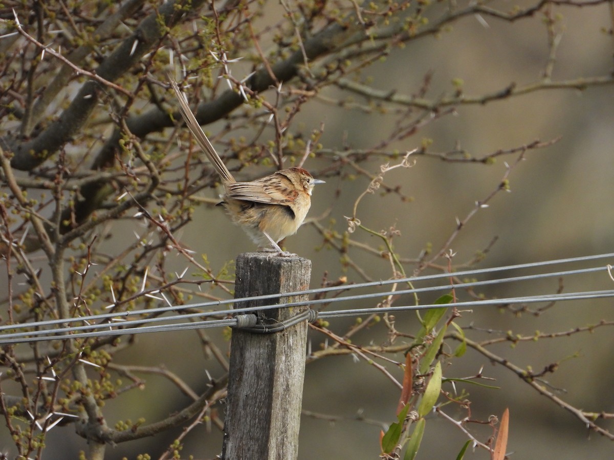 Chotoy Spinetail - ML641695086