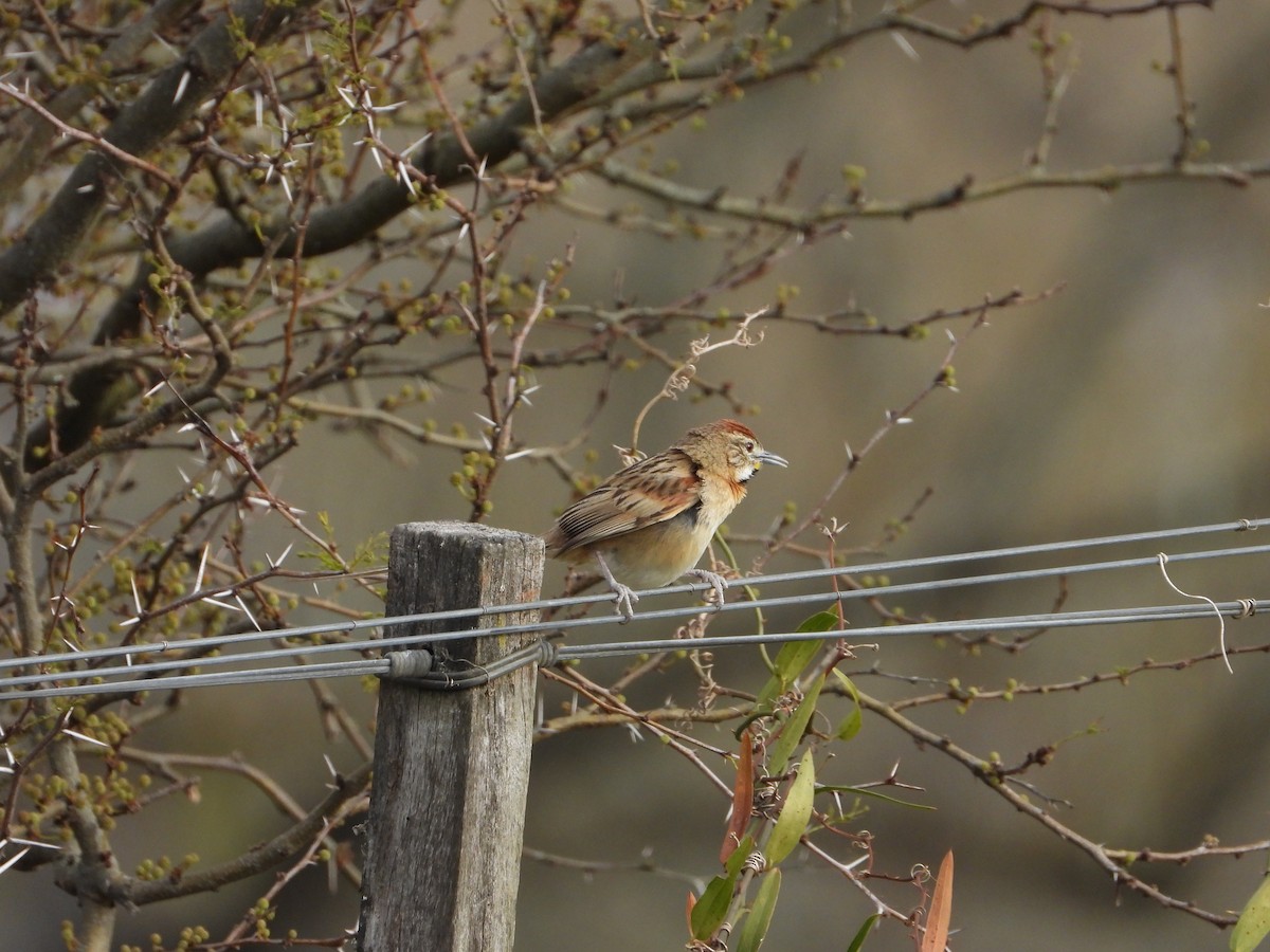 Chotoy Spinetail - ML641695087