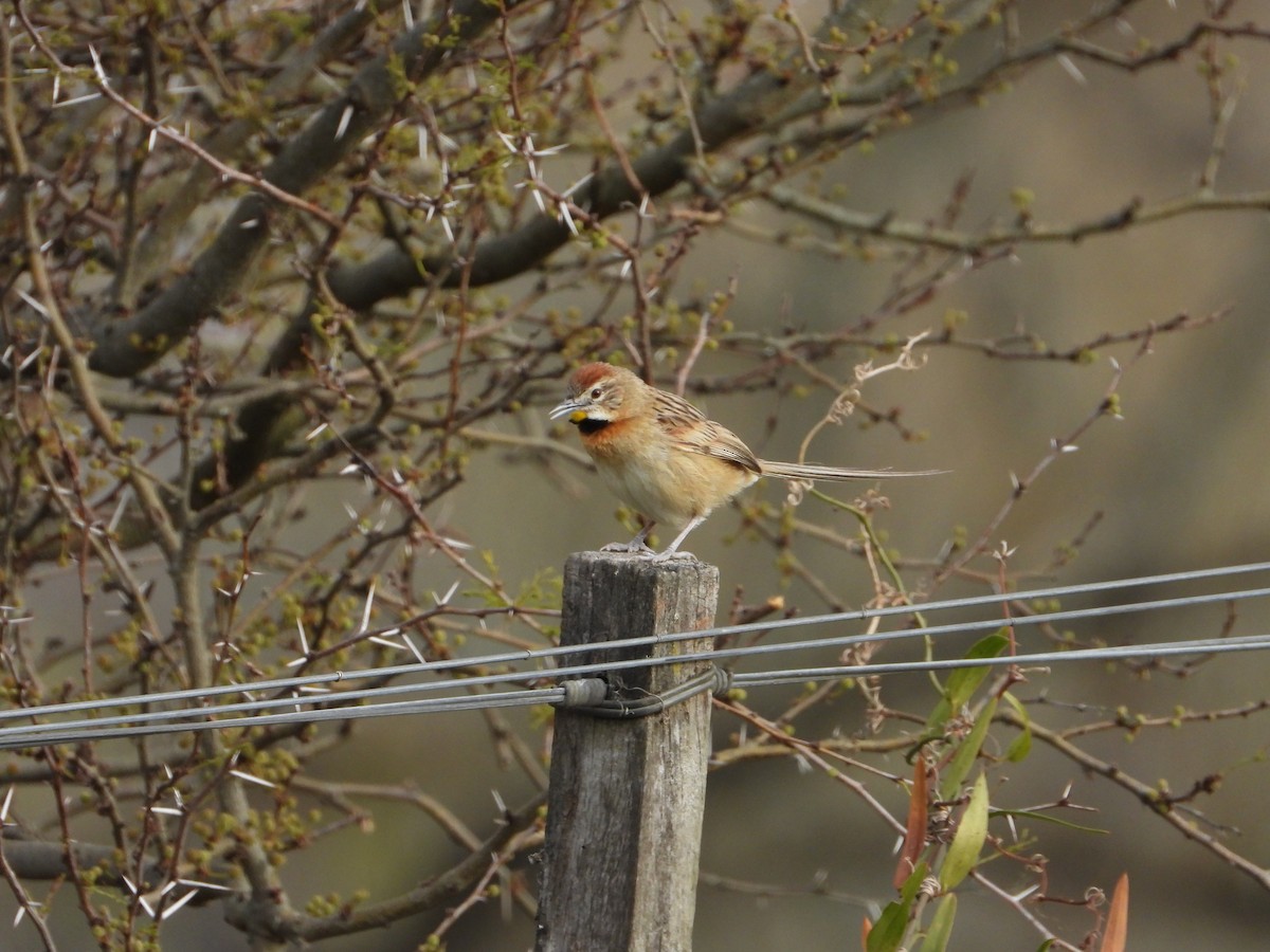 Chotoy Spinetail - ML641695088