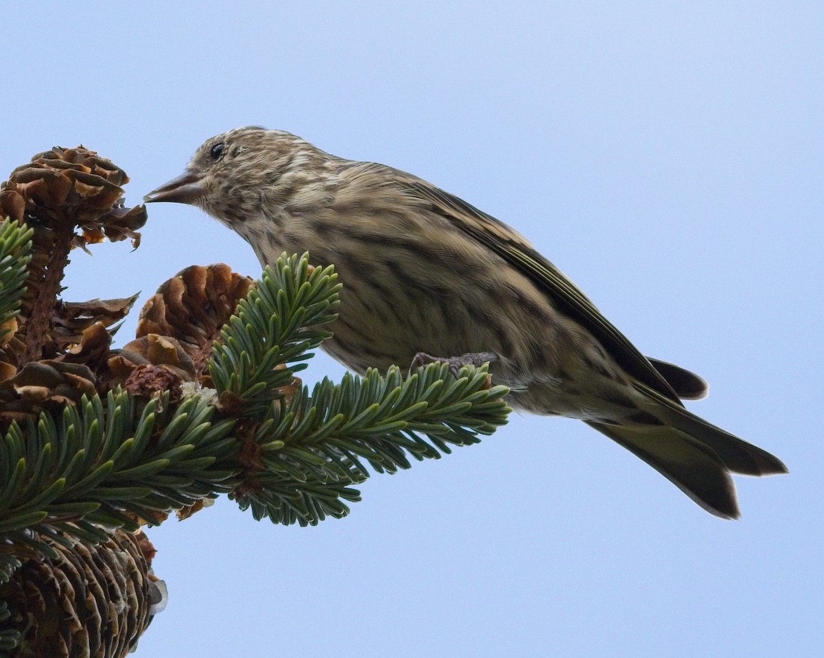 Pine Siskin - ML641695106
