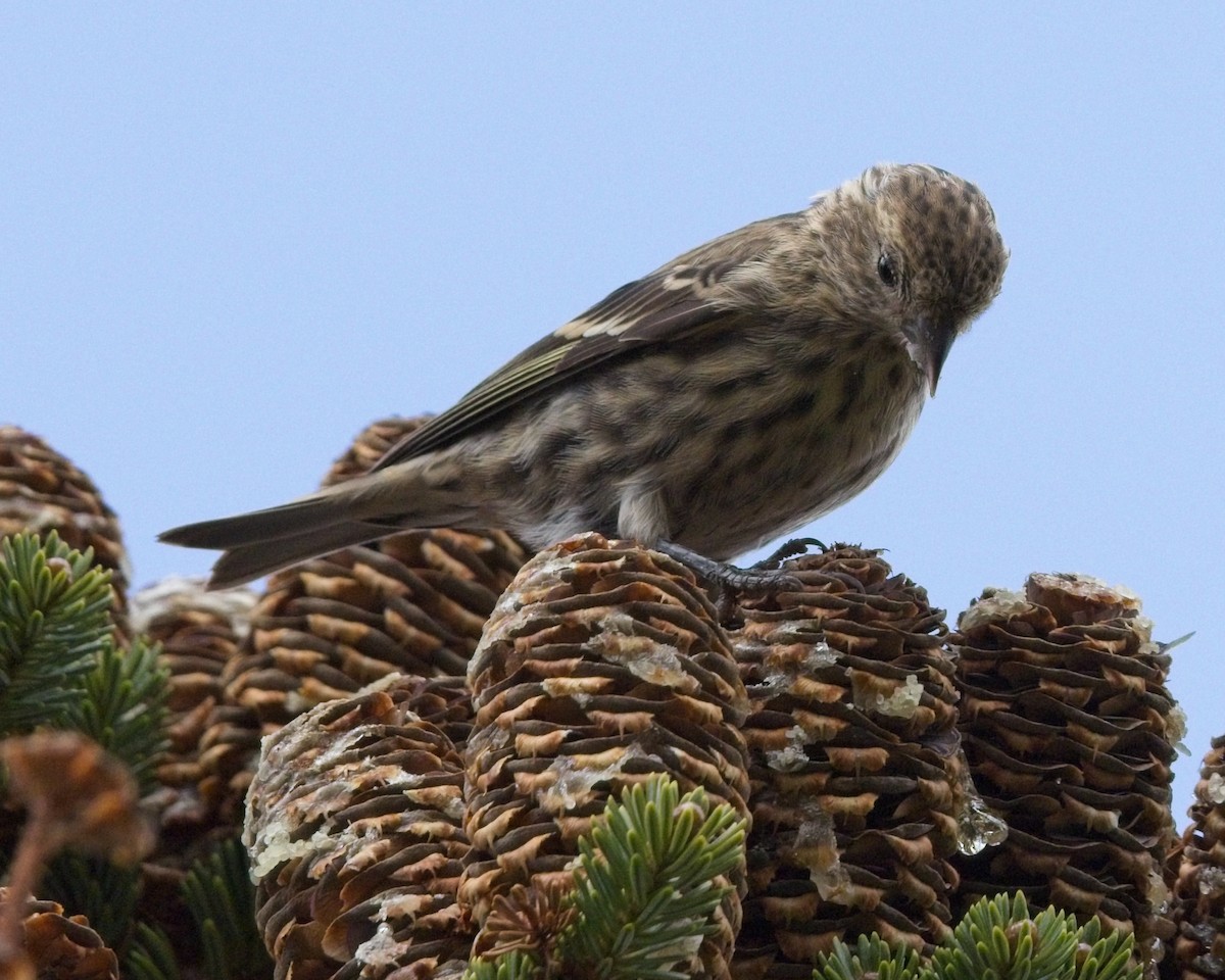 Pine Siskin - ML641695107
