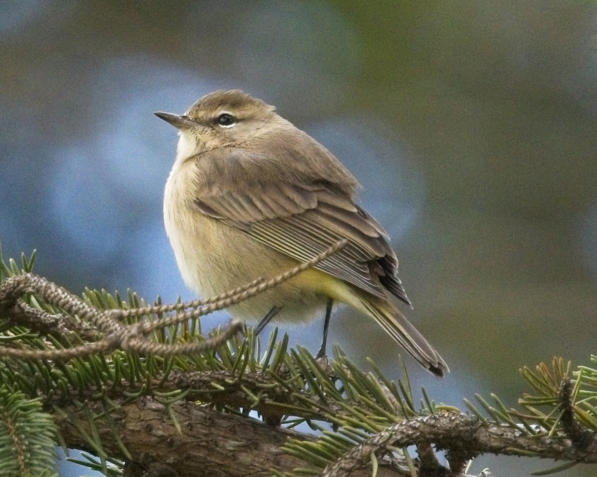 Palm Warbler - ML641695115