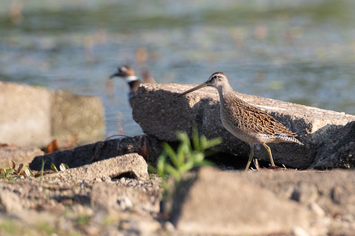 Short-billed Dowitcher - ML641695145