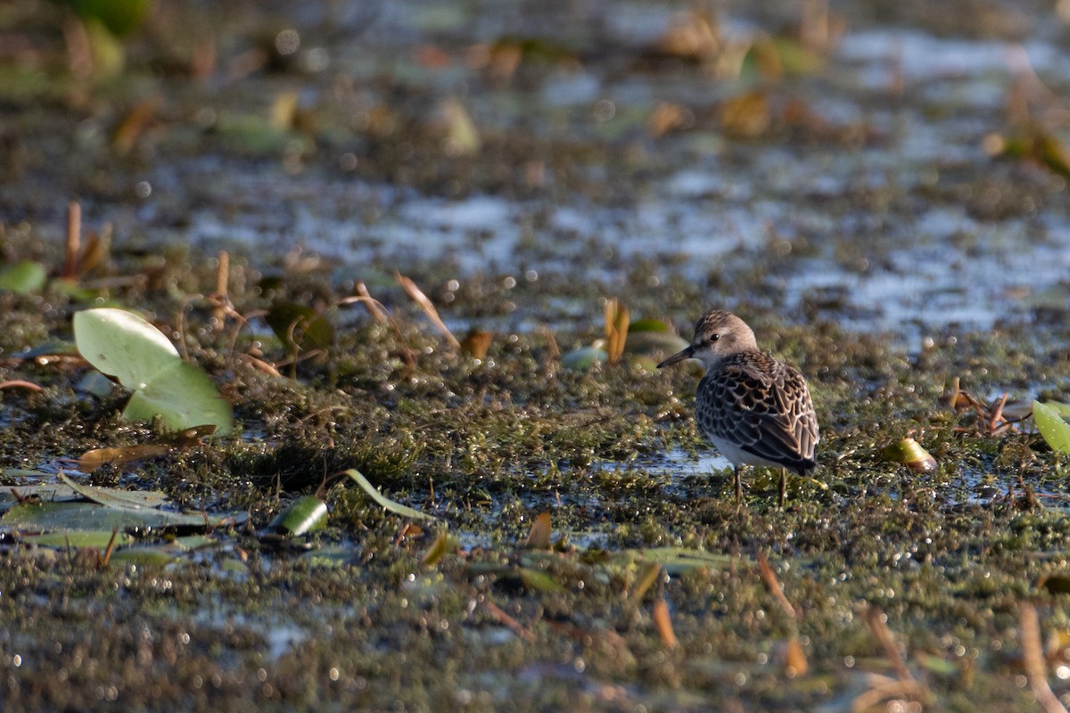Semipalmated Sandpiper - ML641695149