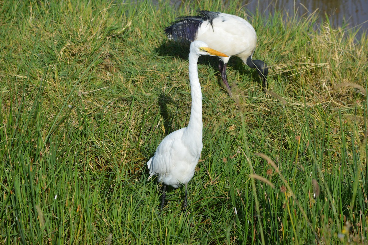 Yellow-billed Egret - ML641695161