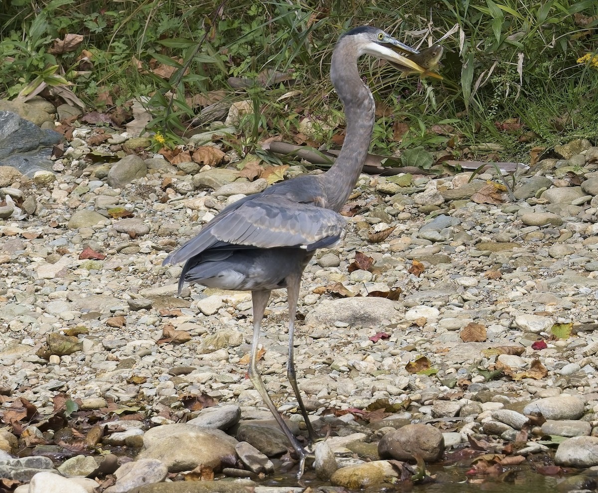 Great Blue Heron - ML641695169