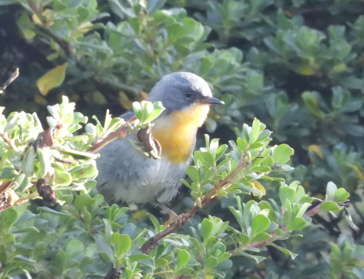 flammeparula - ML641695194