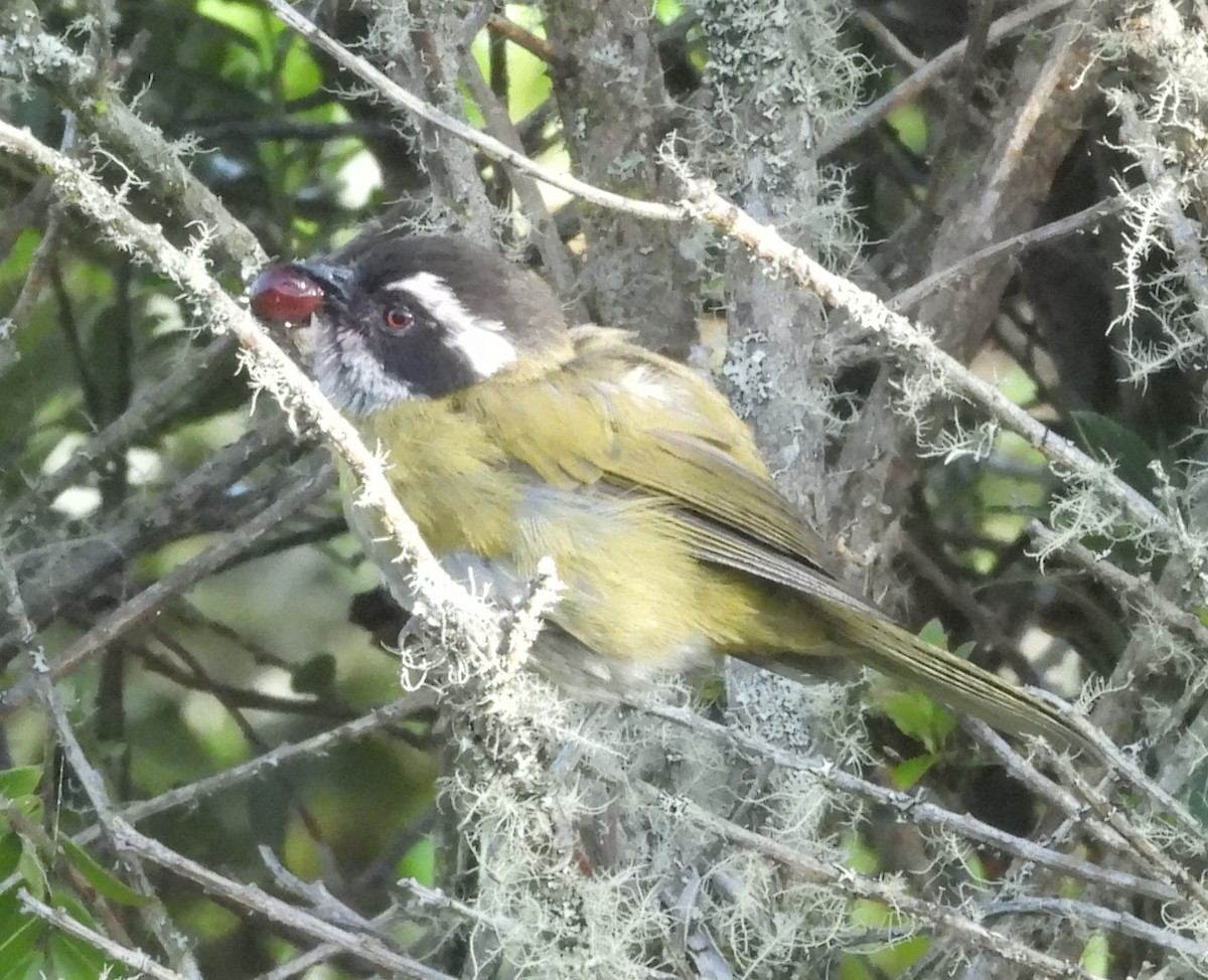 Sooty-capped Chlorospingus - ML641695212