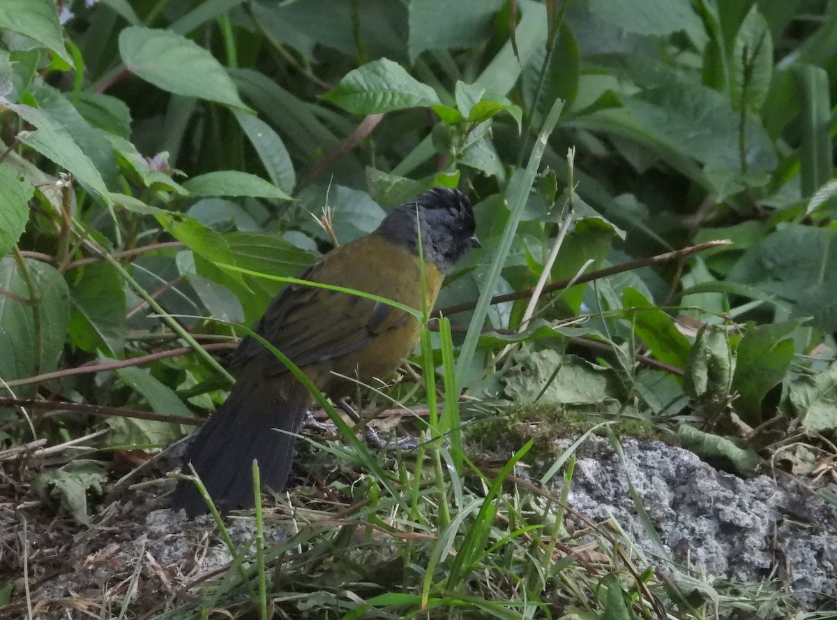Large-footed Finch - ML641695221