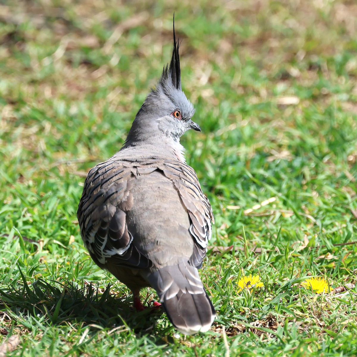 Crested Pigeon - ML641695247
