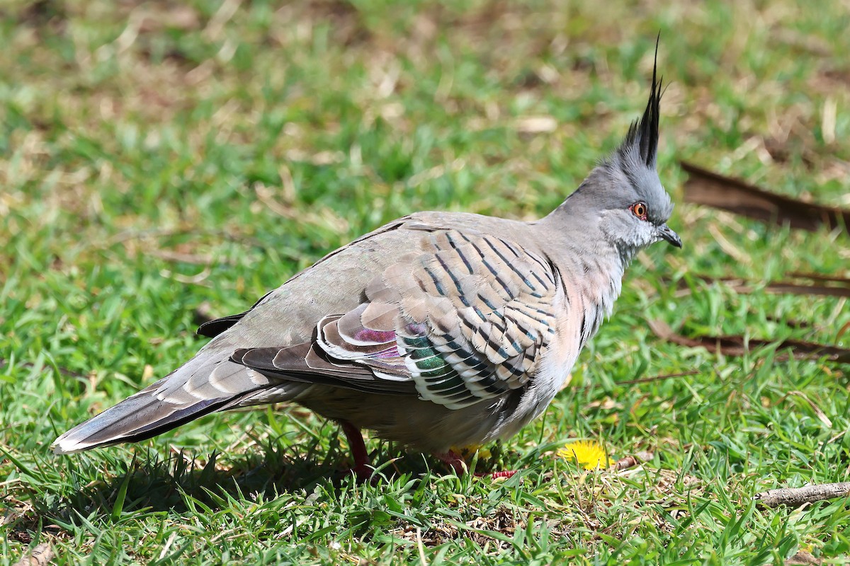 Crested Pigeon - ML641695248