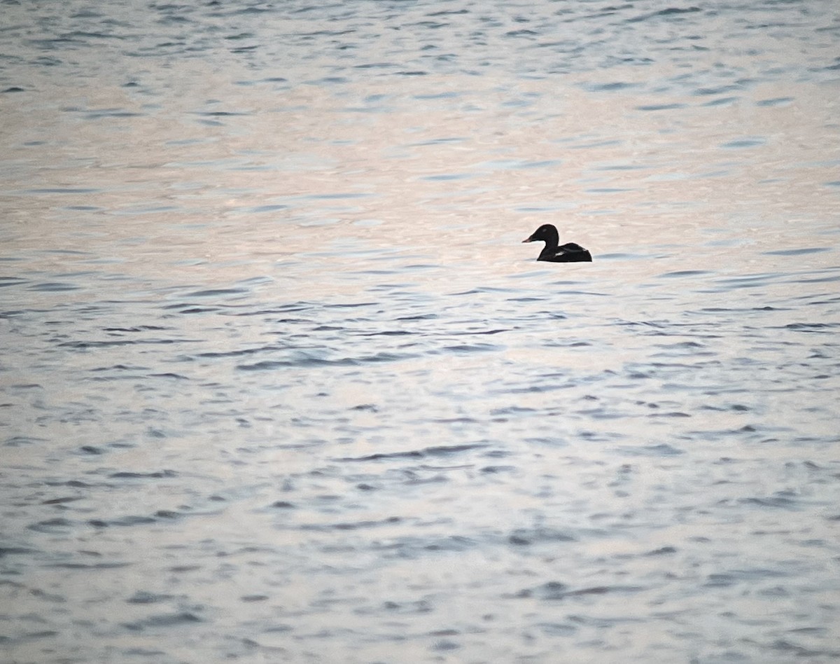 Stejneger's Scoter - ML641695268