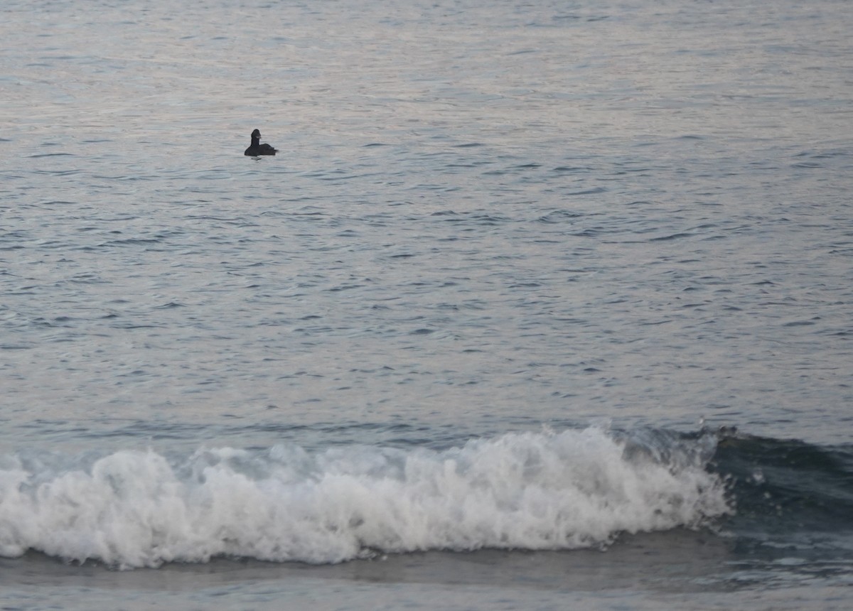 Stejneger's Scoter - ML641695270