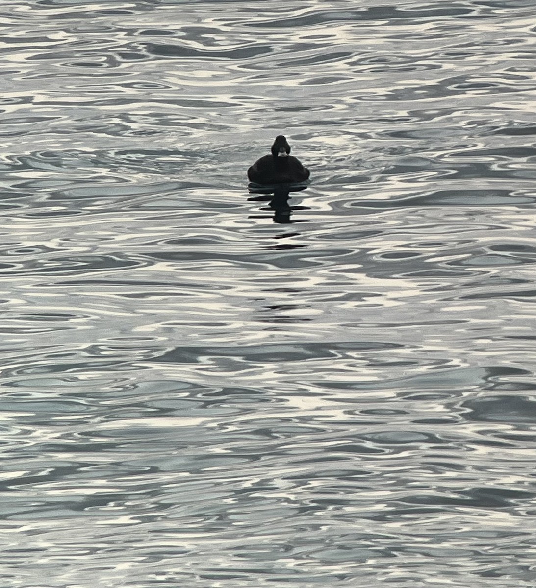Stejneger's Scoter - ML641695271