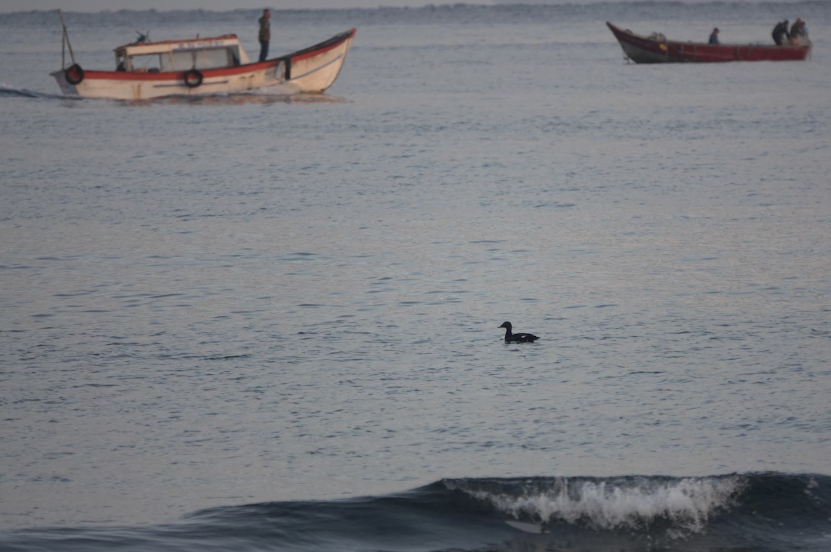 Stejneger's Scoter - ML641695272