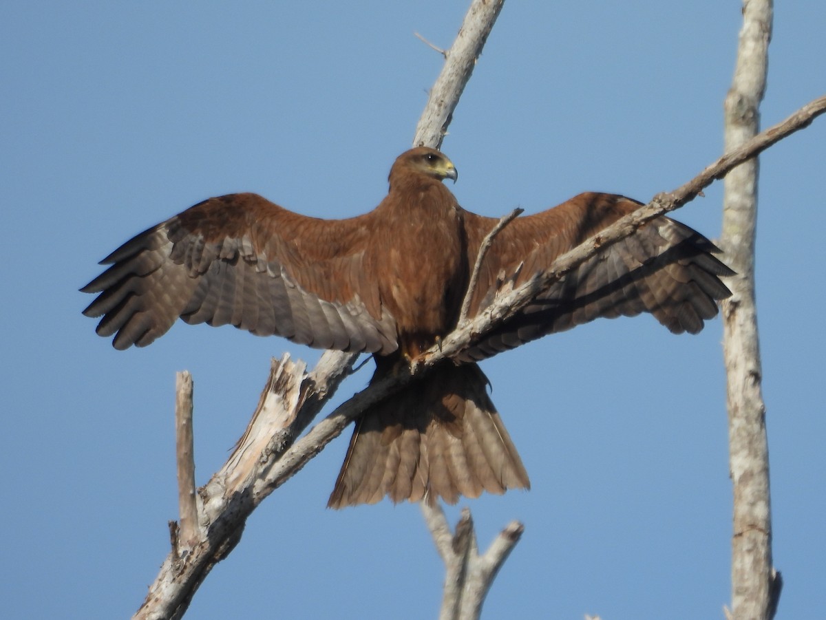 黑鳶(migrans群) - ML641695276