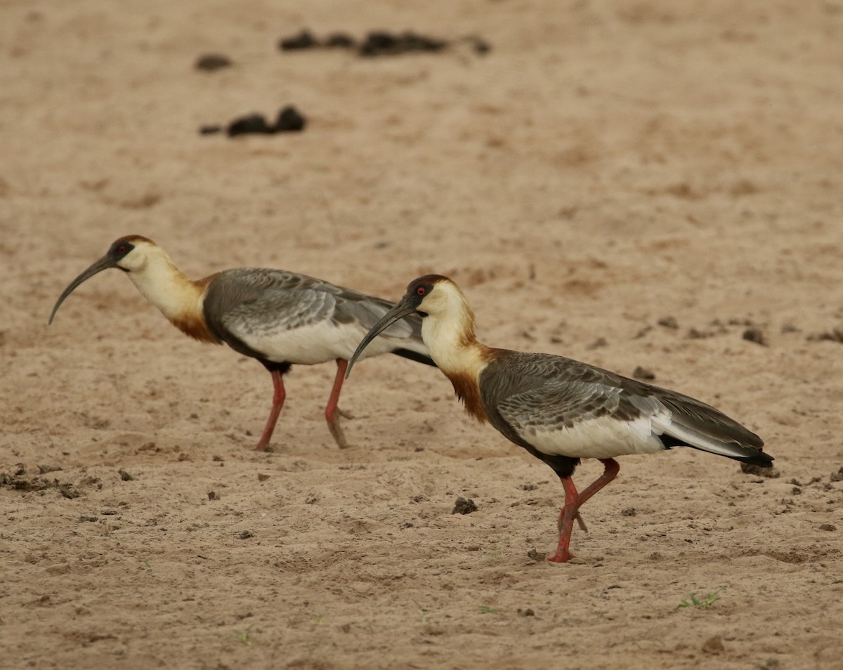 Buff-necked Ibis - ML641695301