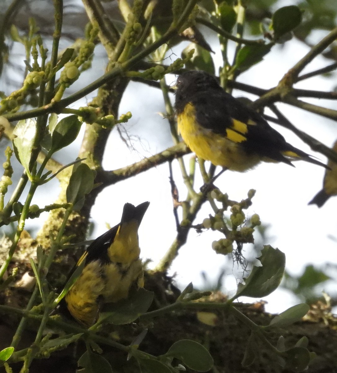 Yellow-bellied Siskin - ML641695310