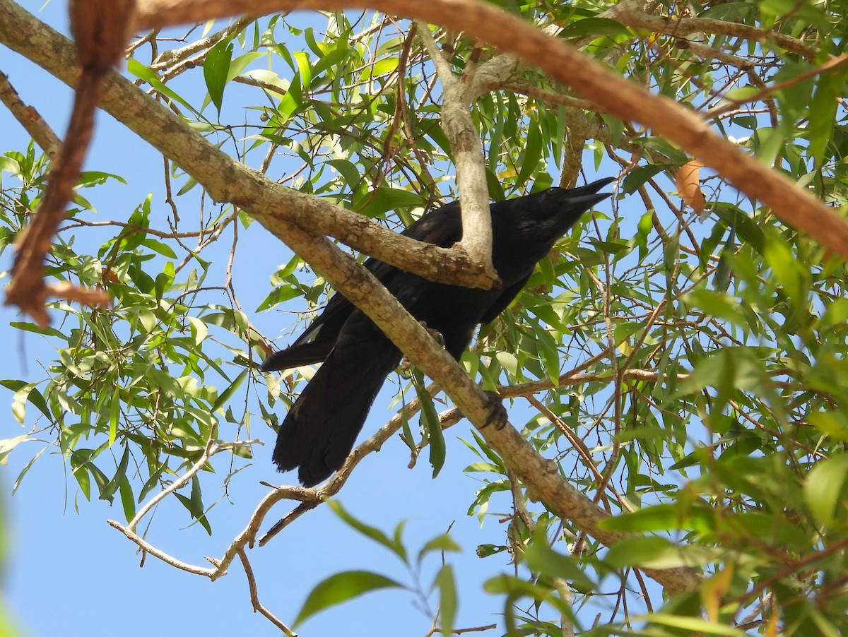 Torresian Crow - ML641695325