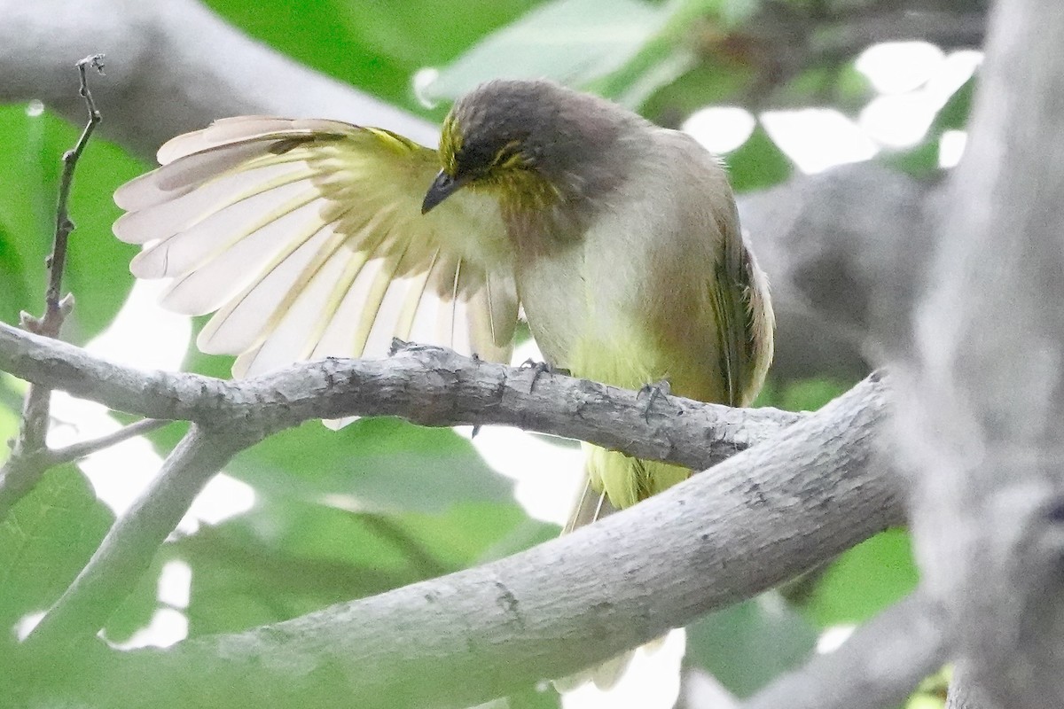 Stripe-throated Bulbul - ML641695346