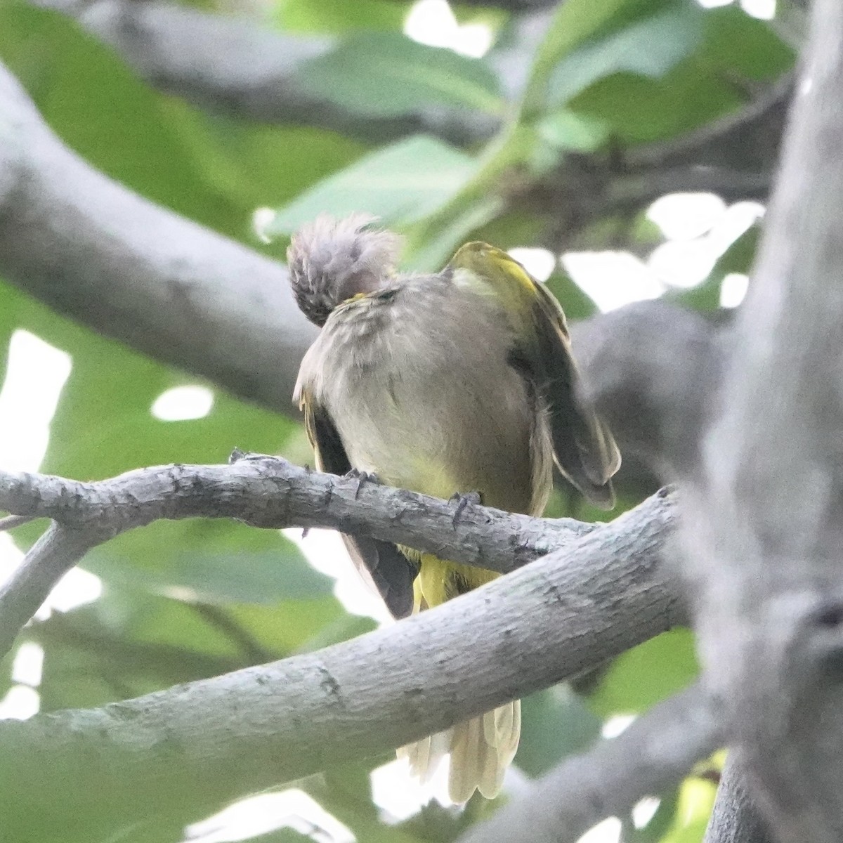 Stripe-throated Bulbul - ML641695347