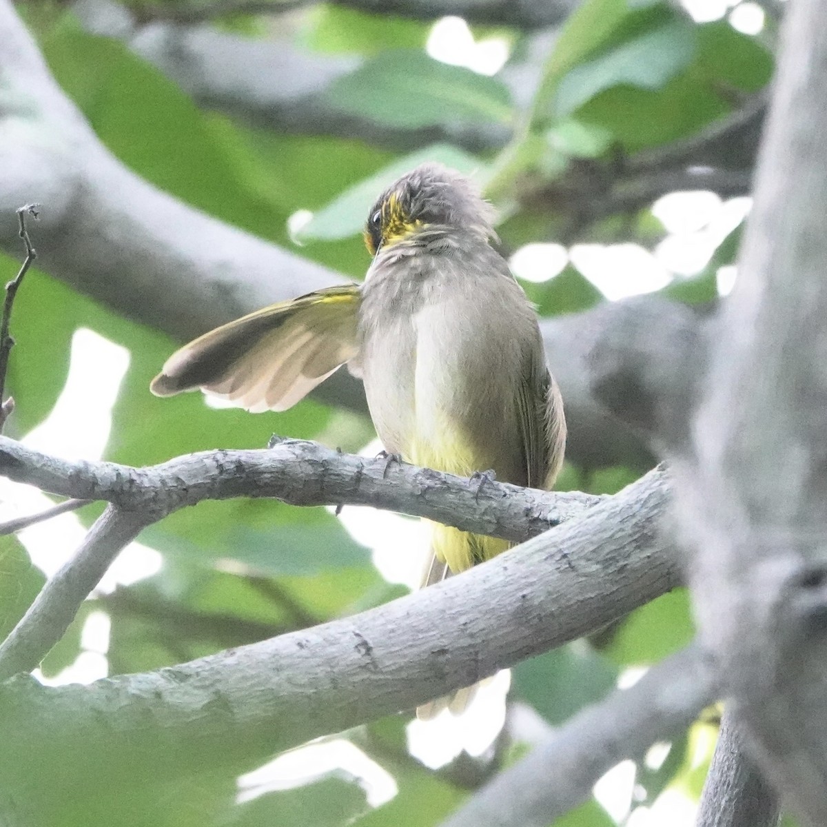Stripe-throated Bulbul - ML641695348