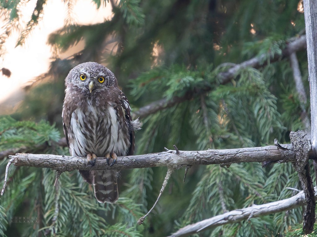 Eurasian Pygmy-Owl - ML641695397