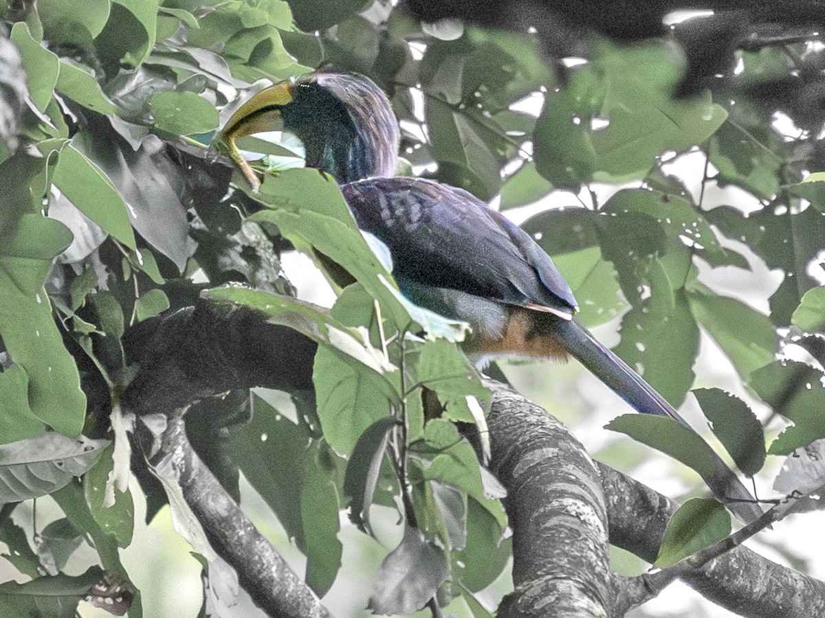 Malabar Gray Hornbill - ML641695405