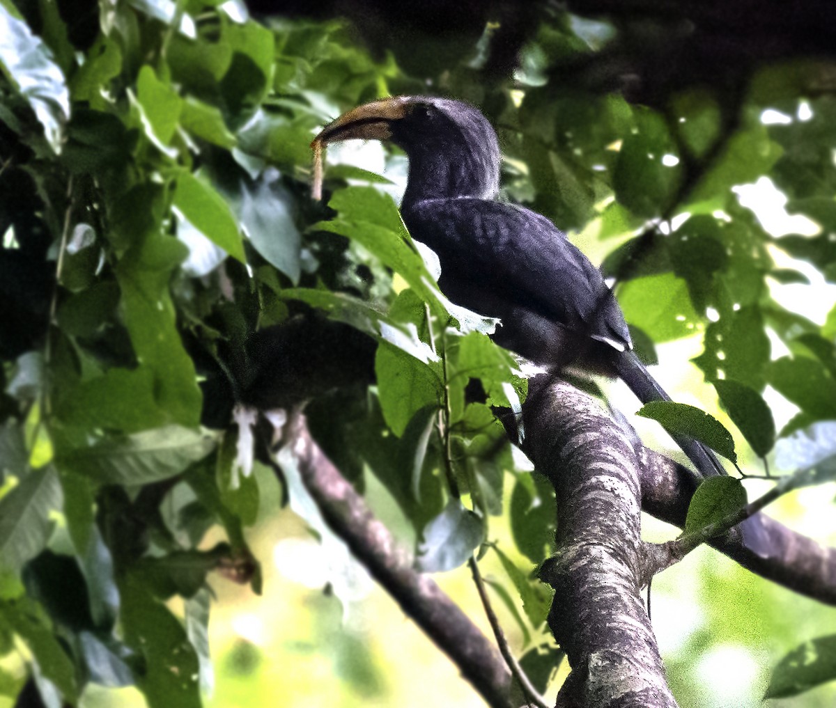 Malabar Gray Hornbill - ML641695406