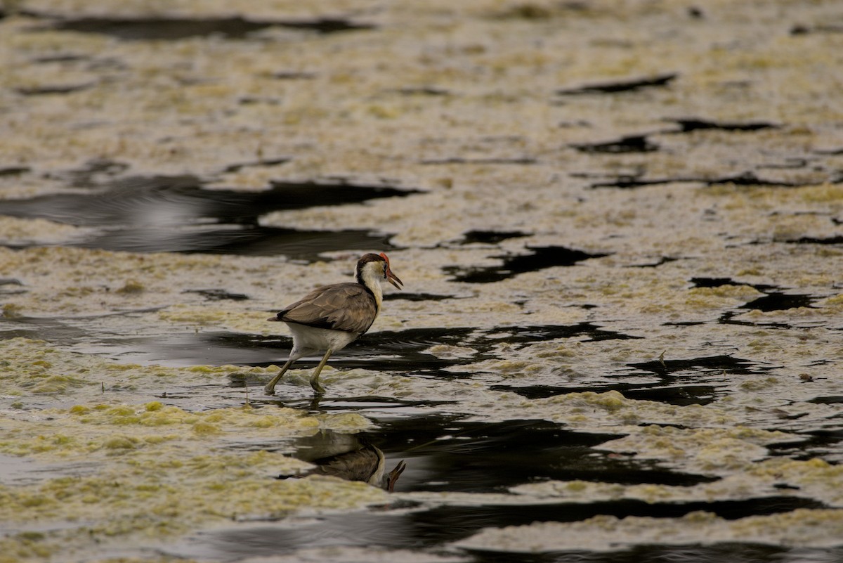 Comb-crested Jacana - ML641695429