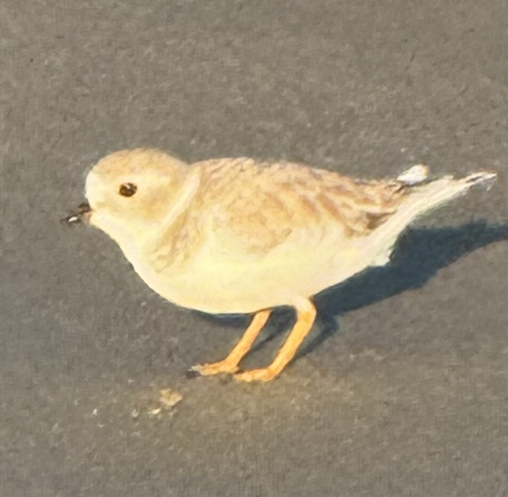 Piping Plover - ML641695501