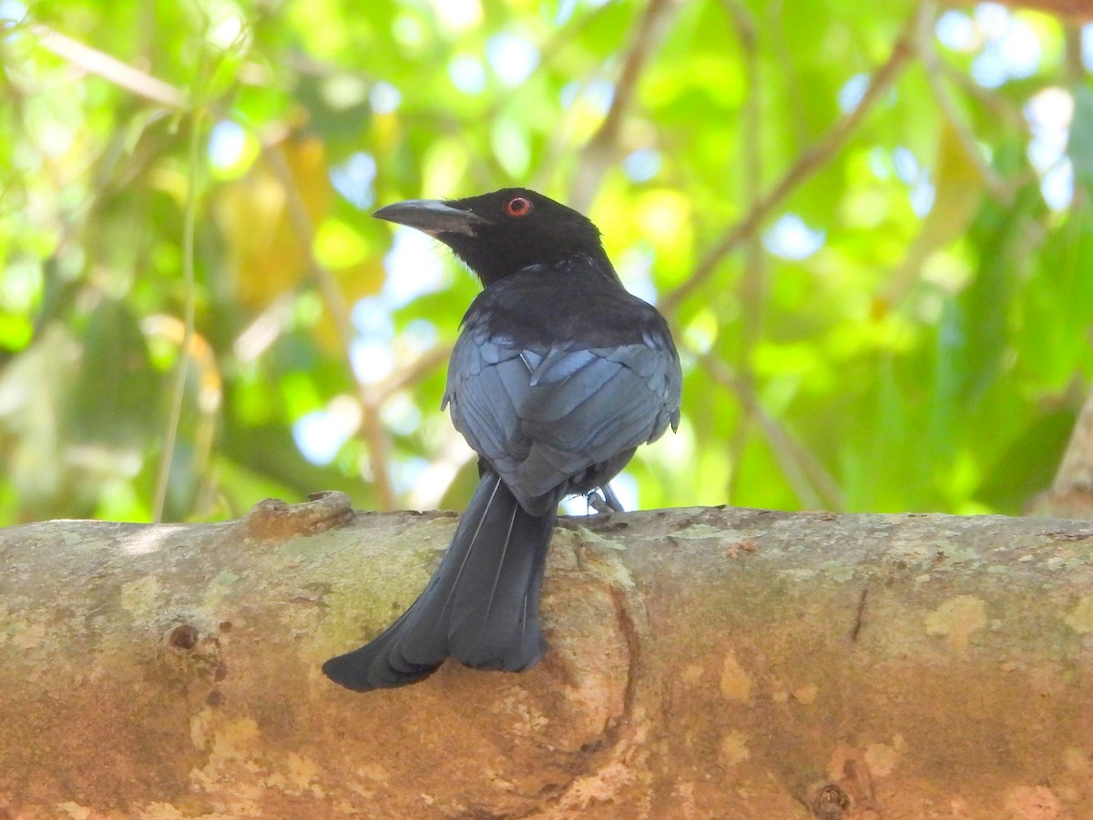 テリオウチュウ（bracteatus グループ） - ML641695533